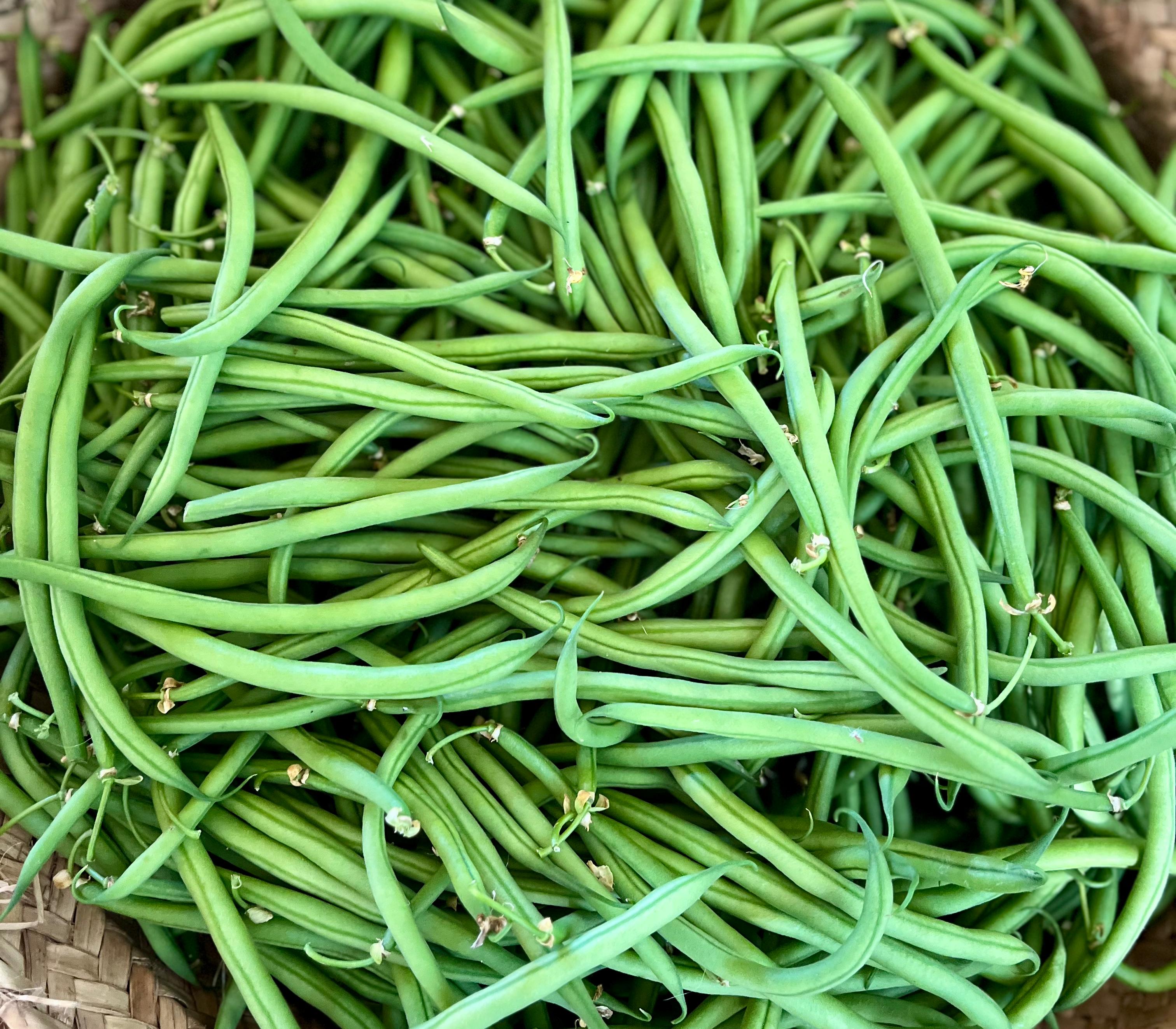 Mongeta tendra