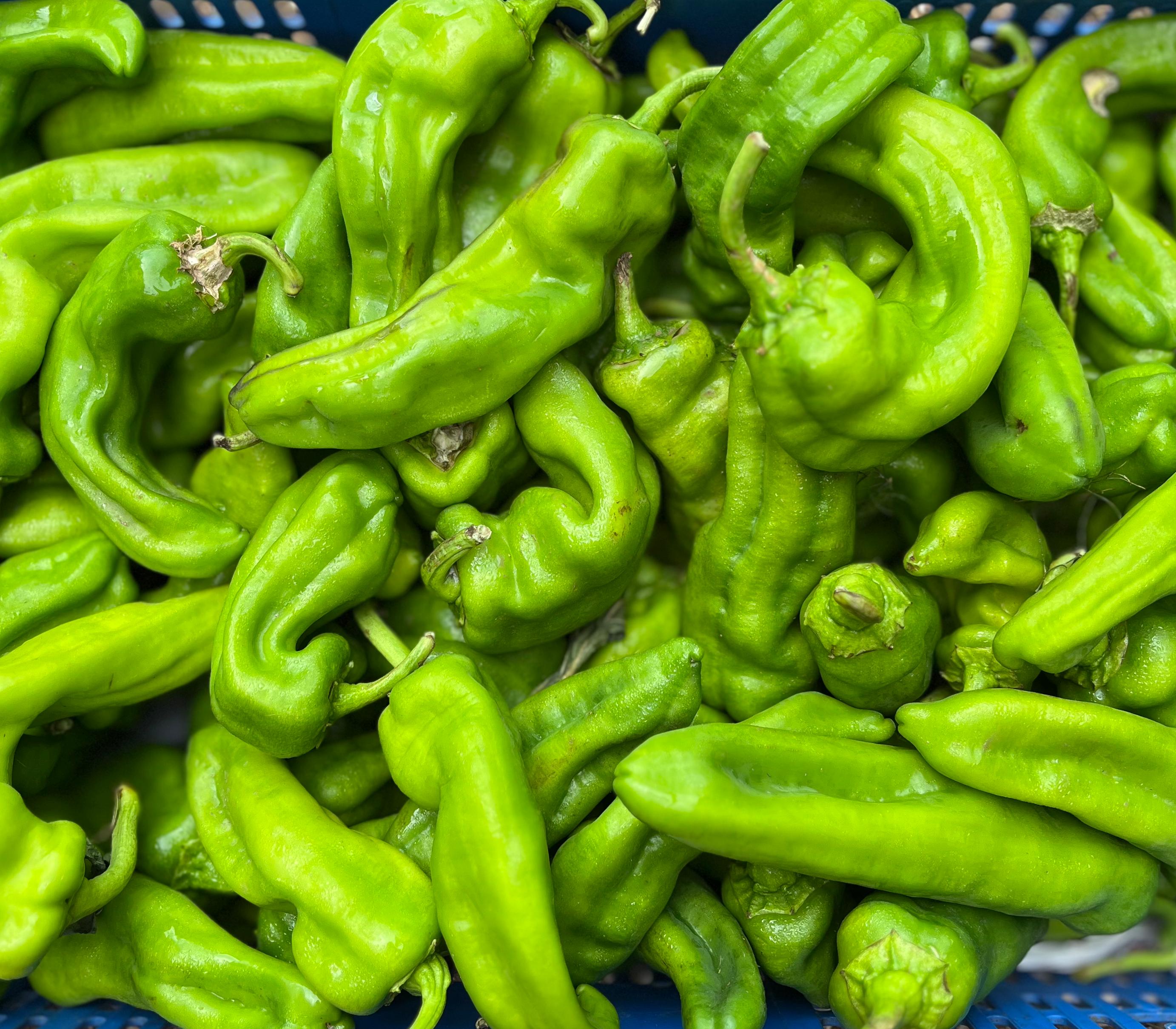Pebrot verd italià verd