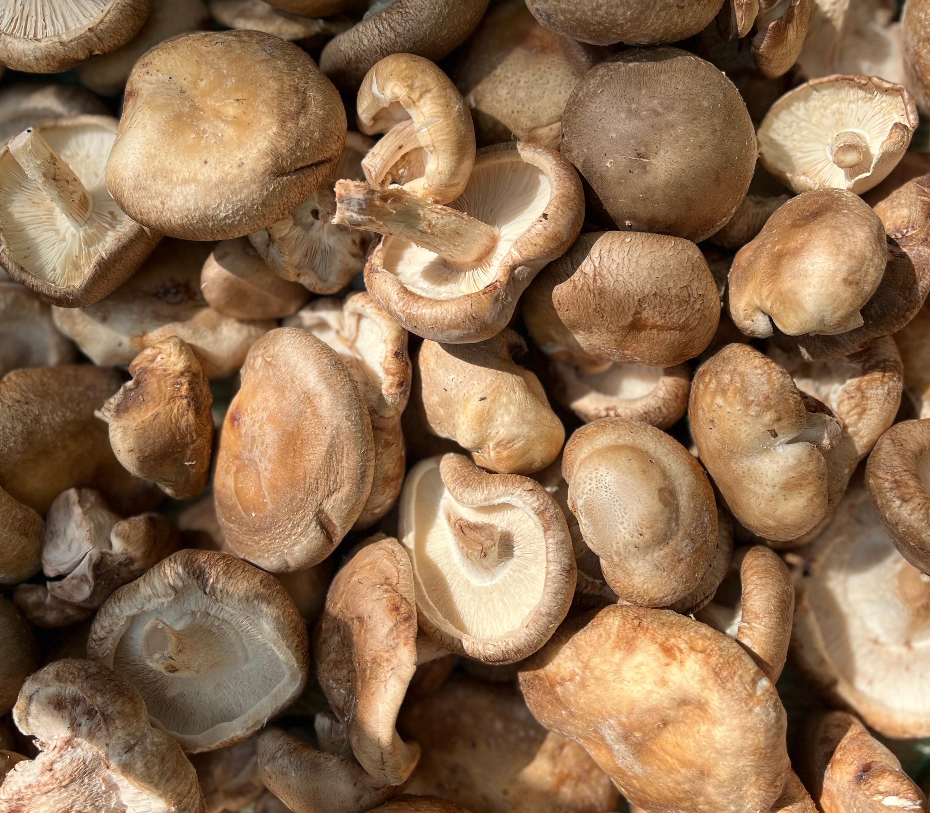Shiitake