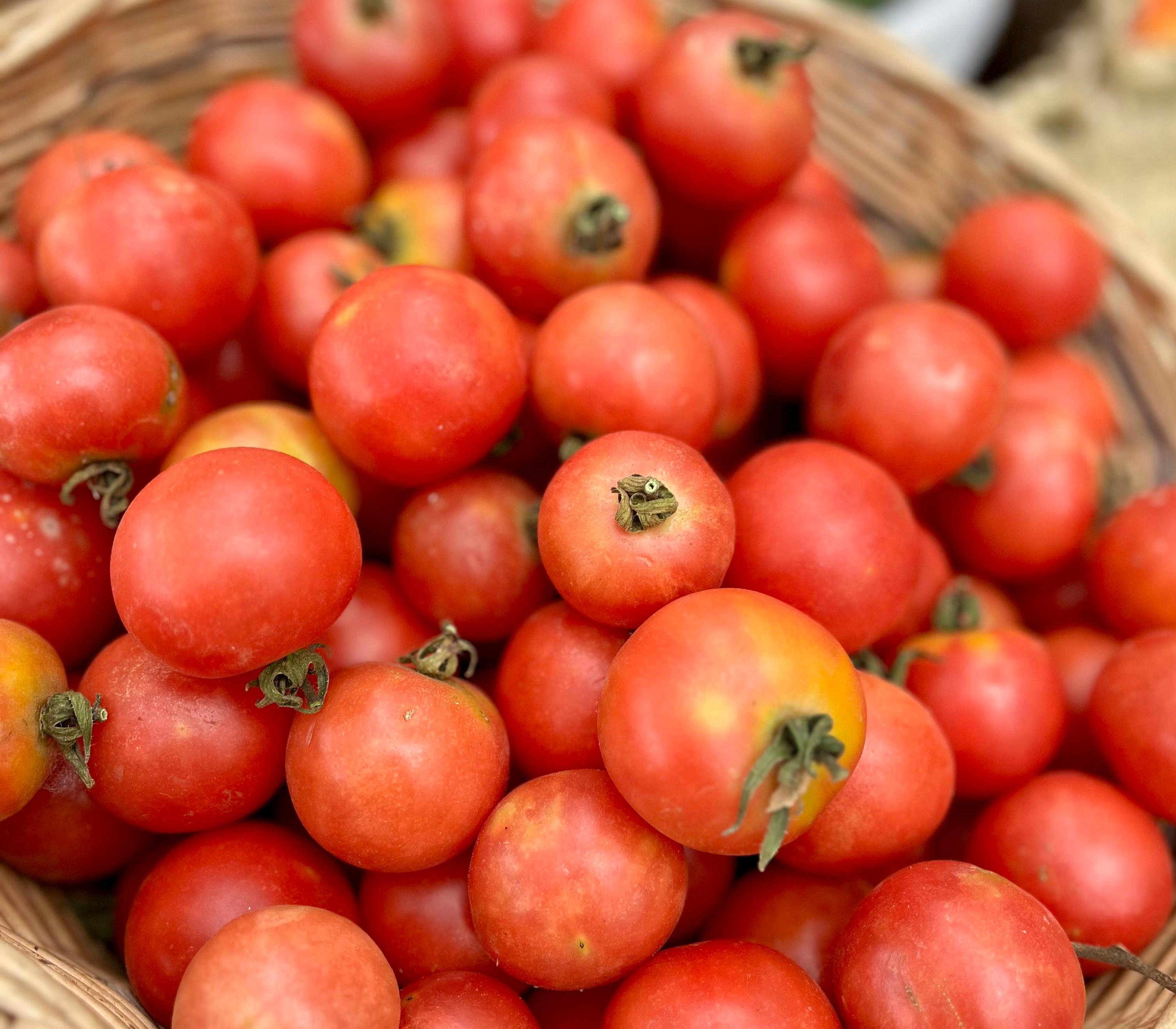 Tomàquets de sucar